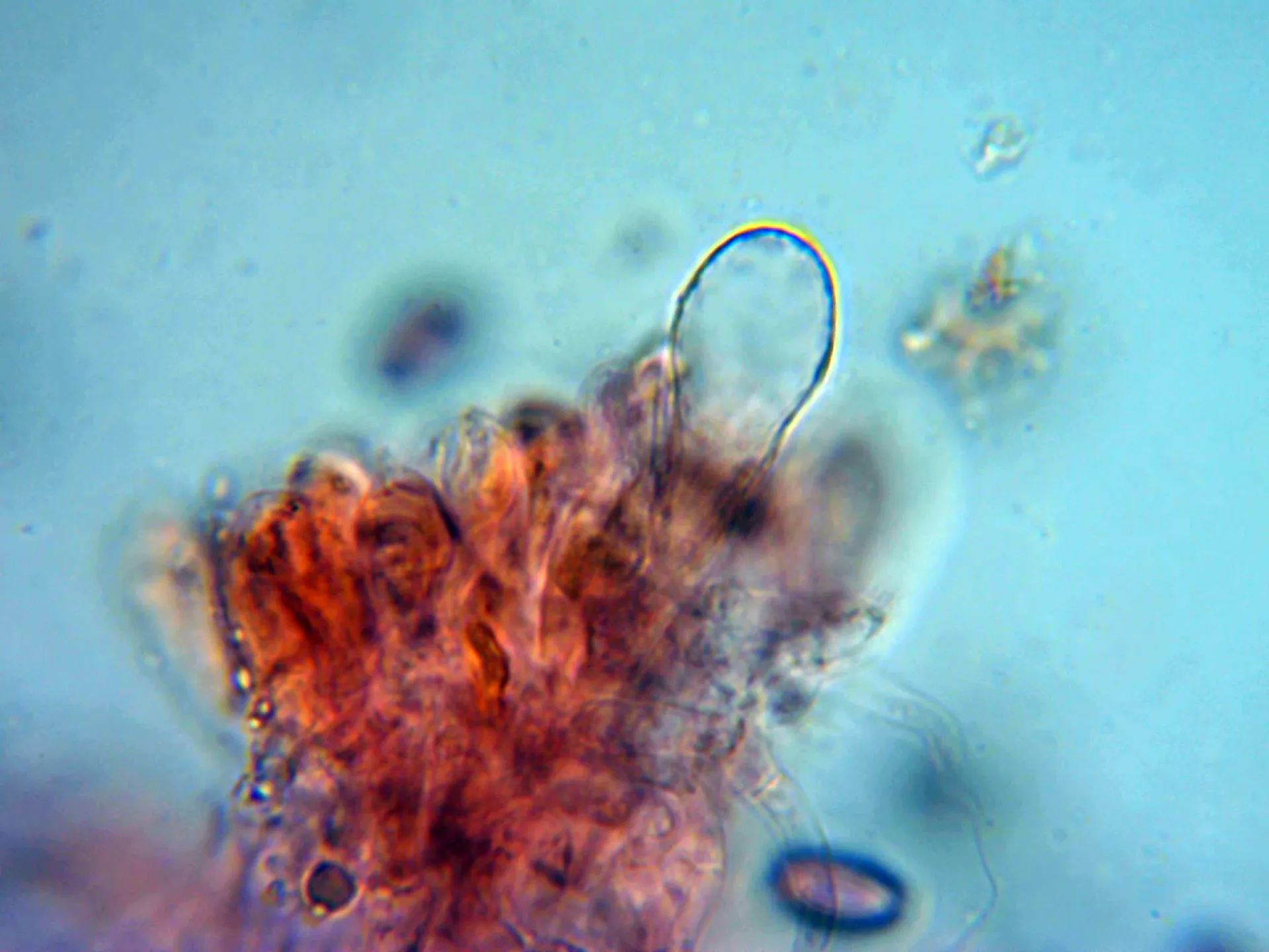 Microscopía de Stropharia melanosperma - 10 Queilocistidio